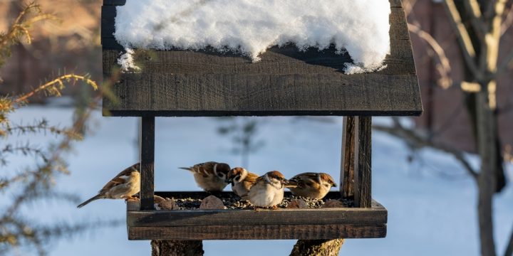 Skydda småfåglar med väderbeständiga matare året om